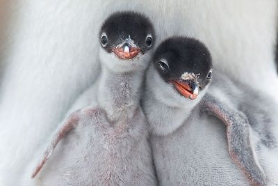 gentoo-chicks.jpg