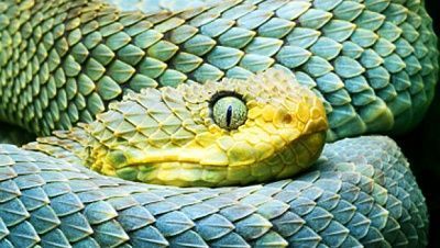 hairy-bush-viper-2.jpg