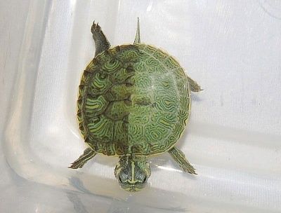 gyna-20slider.jpg