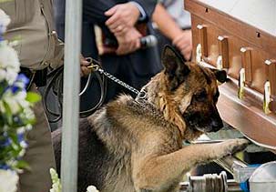germanshephard.jpg