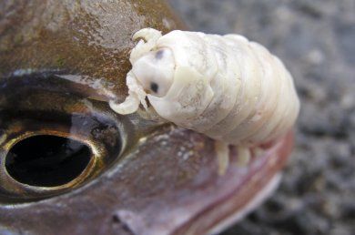 Cymothoa_exigua.jpg