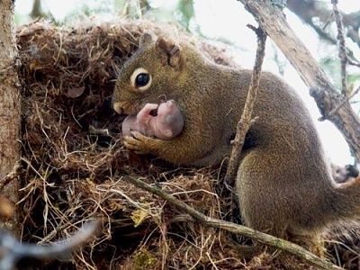 squirelmmum.jpg