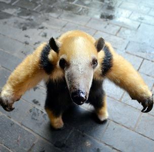 anteater.jpg