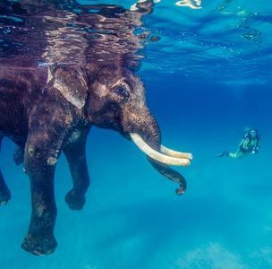 swimmingelephant.jpg