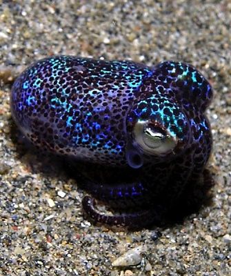 bobtailsquid.jpg