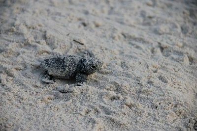 volunteers-help-guide-loggerhead-sea-turtle-hatchlings-sea-1.jpg