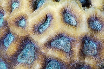 corals-up-close-patterns-alexander-semenov-1.jpg