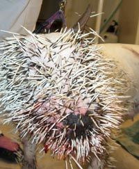 dogwithquills.jpg