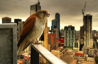 urban-hawk-raptor.jpg