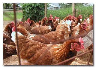 Name:  animals2.jpg
Views: 409
Size:  30.0 KB