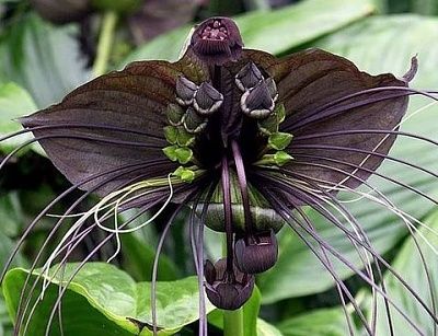 blackbat.jpg