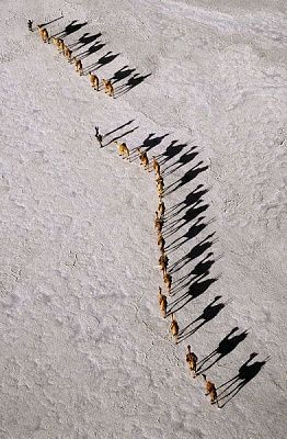camelshads.jpg