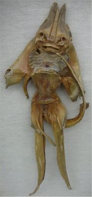 281px-jenny_haniver1218.jpg