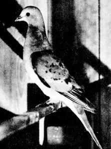 Name:  passengerpigeon.jpg
Views: 7701
Size:  29.8 KB