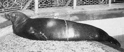 Name:  monkseal.jpg
Views: 8991
Size:  15.5 KB