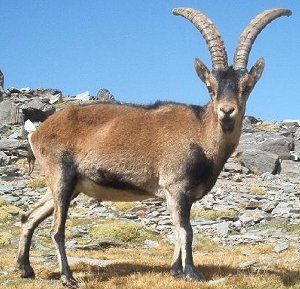 Name:  spanish_ibex.jpg
Views: 20037
Size:  31.3 KB