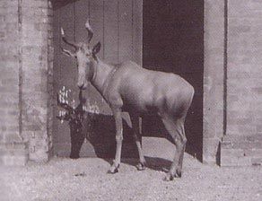 Name:  bubalhartebeest.jpg
Views: 8123
Size:  20.9 KB