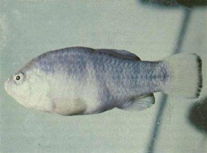 Name:  tecopapupfish.jpg
Views: 7418
Size:  14.0 KB