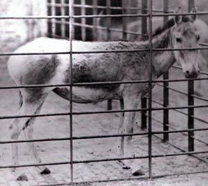Name:  syrianwildass-london_zoo.jpg
Views: 7665
Size:  26.4 KB