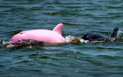 Pink dolphin discovered in Louisiana lake.jpg