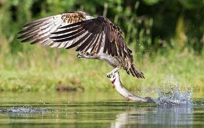 fish-20supper.jpg