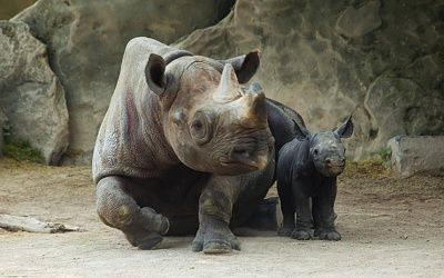 potd-rhino_2623819k.jpg