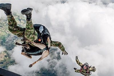 dogjump.jpg