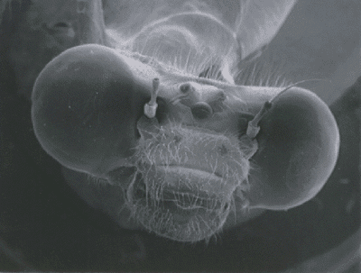 damselfly.png