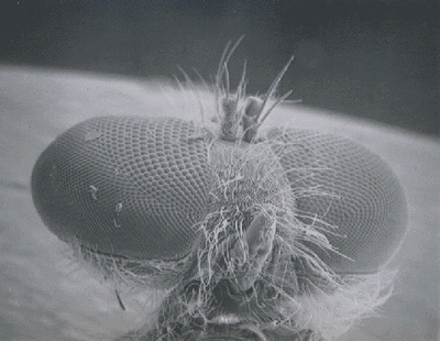 housefly.png