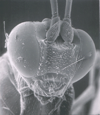 wasp2.png