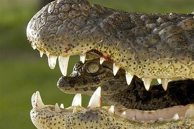 caiman.jpg
