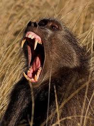Baboon.jpg