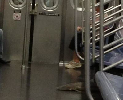 2sadsubwayshark.jpg