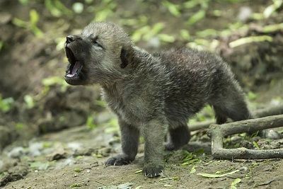 howling-arctic-wolf-cub.jpg
