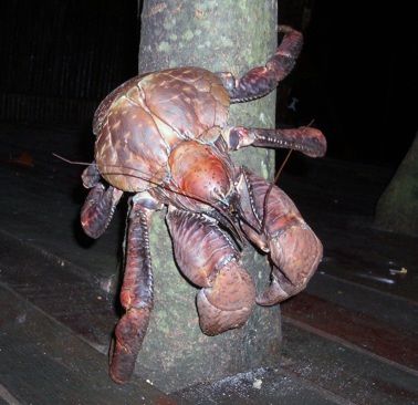 coconut20crab20scampering4s.jpg