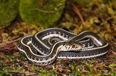 garter-snake.jpg