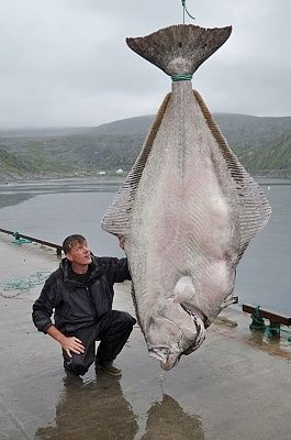 halibut.jpg