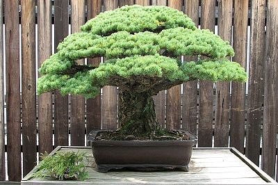 japanese-white-pine-bonsai-masaru-yamaki-us-bicentennial-2.jpg