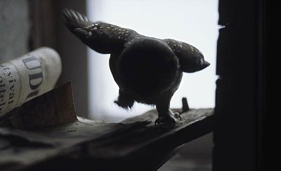 abandoned-house-finland-overtaken-animals-kai-fagerstrom-1.jpg