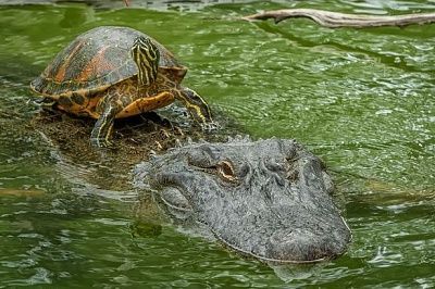 terrapin-hitches-ride-back-alligator-sea-2239155.jpg