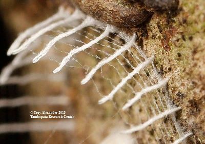 mystery-bug-builds-fence-around-egg-tower-1.jpg