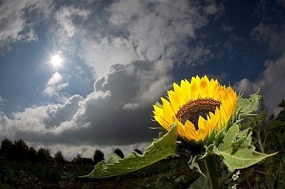 sunflower.jpg