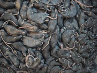 rat-infestation.jpeg