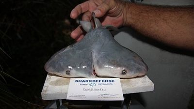 sharkfetus.jpg