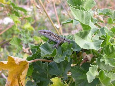 lizard-evolution_big.jpg