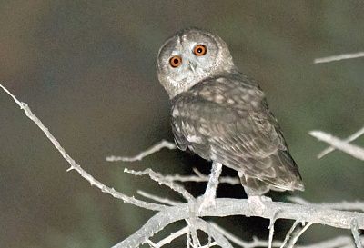 owl1.jpg