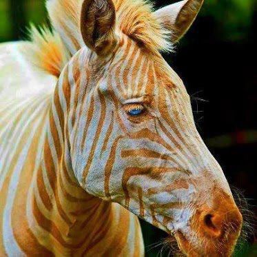 golden-zebra.jpg
