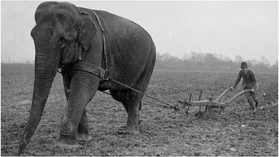 _70924689_warelephant.jpg
