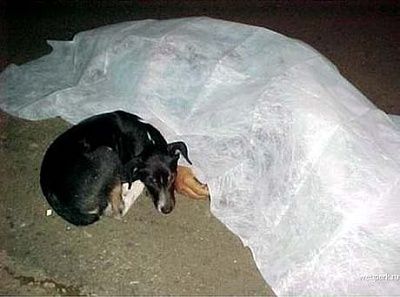 puppy_is_sad.jpg