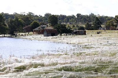 spiders.jpg